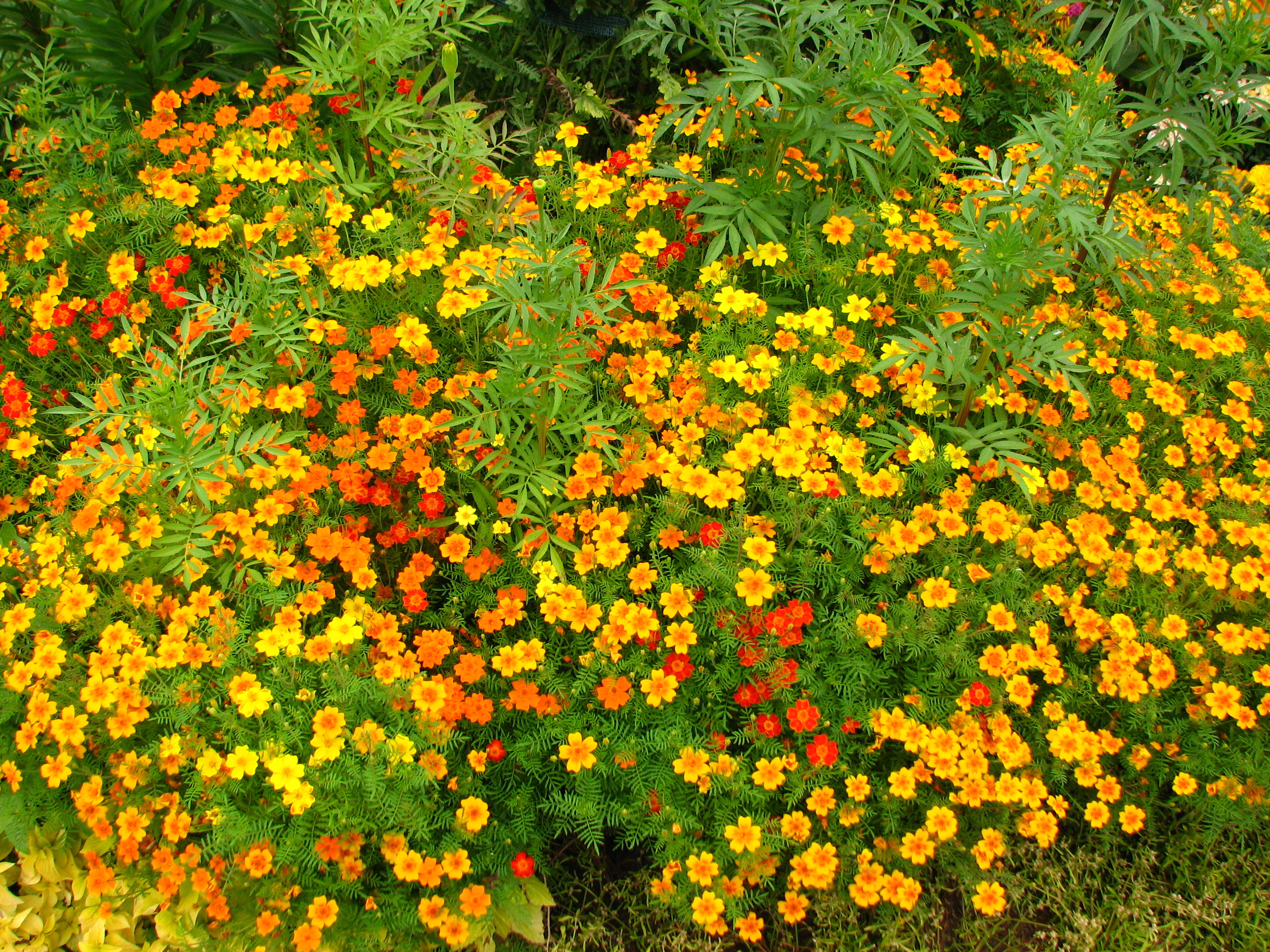 Tagetes tenuifolia